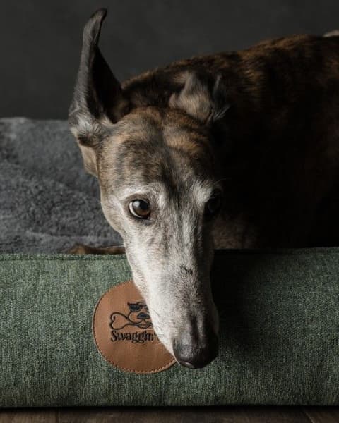 koiranpeti Memory Foam -vaahdolla L, vihreä, view: 3