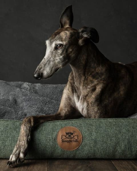 koiranpeti Memory Foam -vaahdolla M, vihreä, view: 3