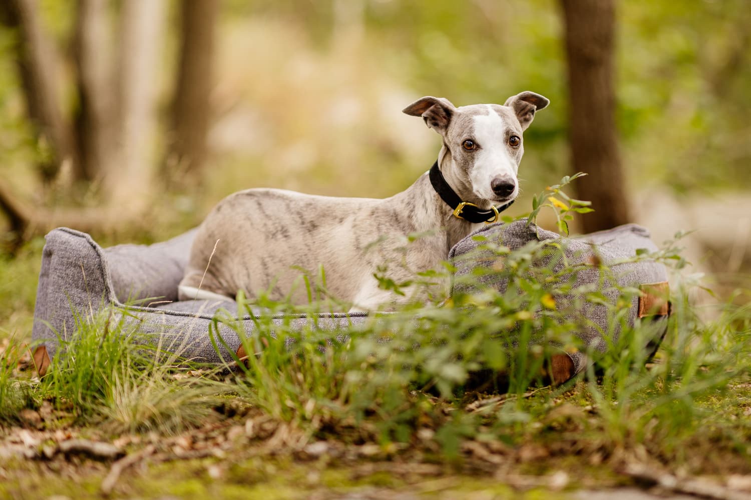 koiranpeti Memory Foam -vaahdolla XL, view: 7