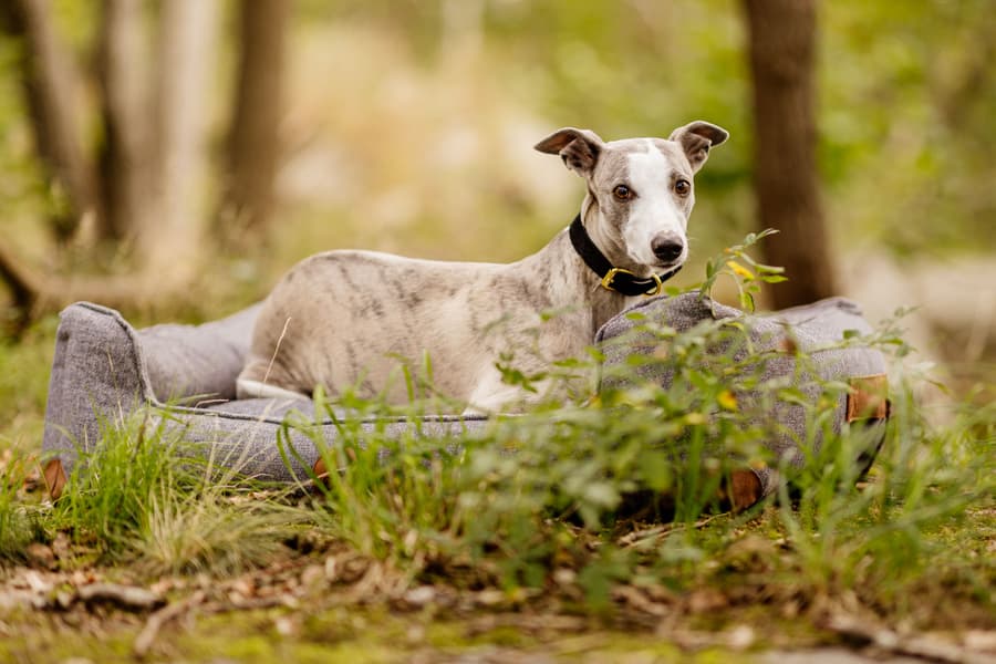 koiranpeti Memory Foam -vaahdolla XL, harmaa, view: 4