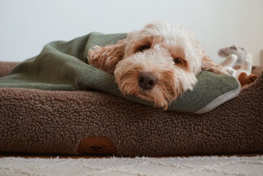 Drömmig koiranpeti, S, vaaleanharmaa, view: 2