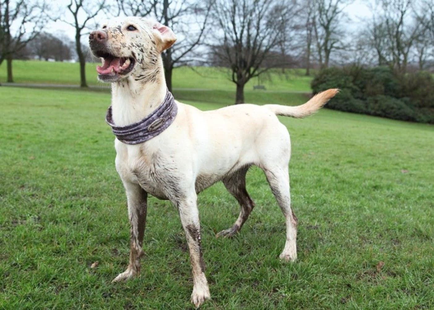 insect shield doggy snood -tuubihuivi-L, view: 4