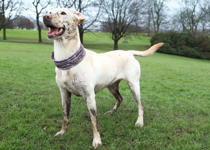 insect shield doggy snood -tuubihuivi, view: 4