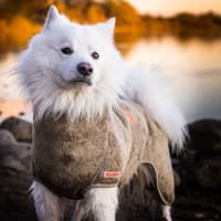 SupremePro 2.0 koiran kuivausloimi, 55 cm, vaaleanruskea - view: 2