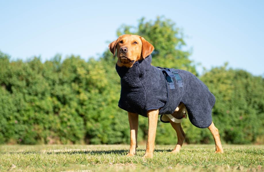 WetDog SupremePro koiran kylpytakki, XL graniitinharmaa, view: 4