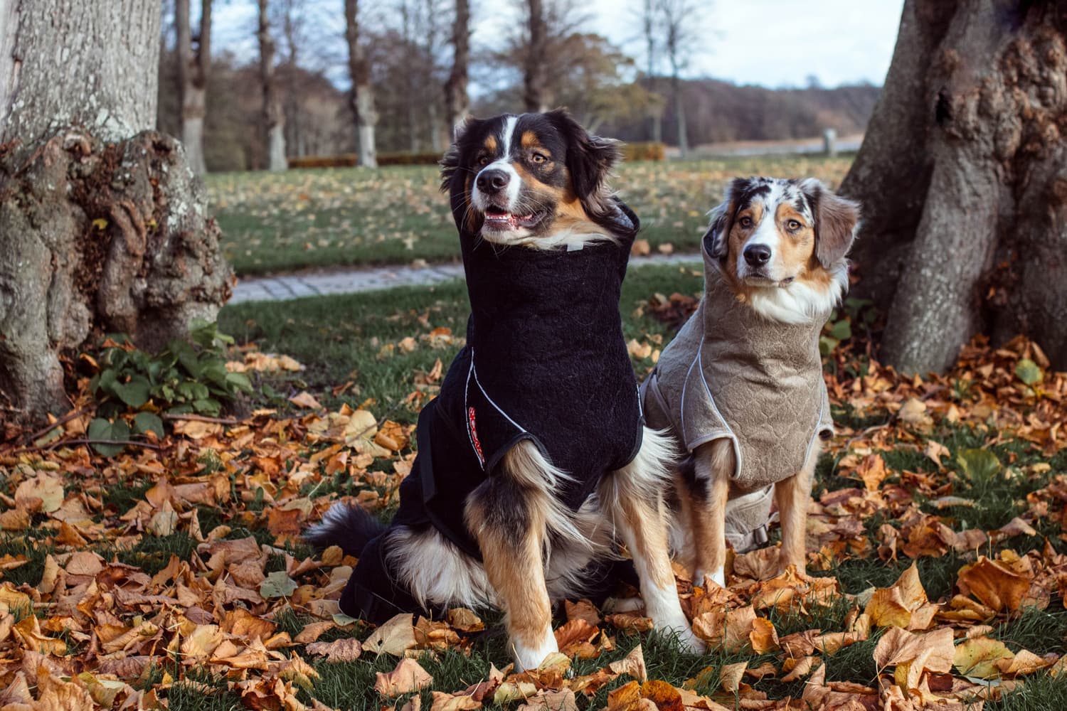 Solution kuivausloimi, Sand 60 (XL), view: 5