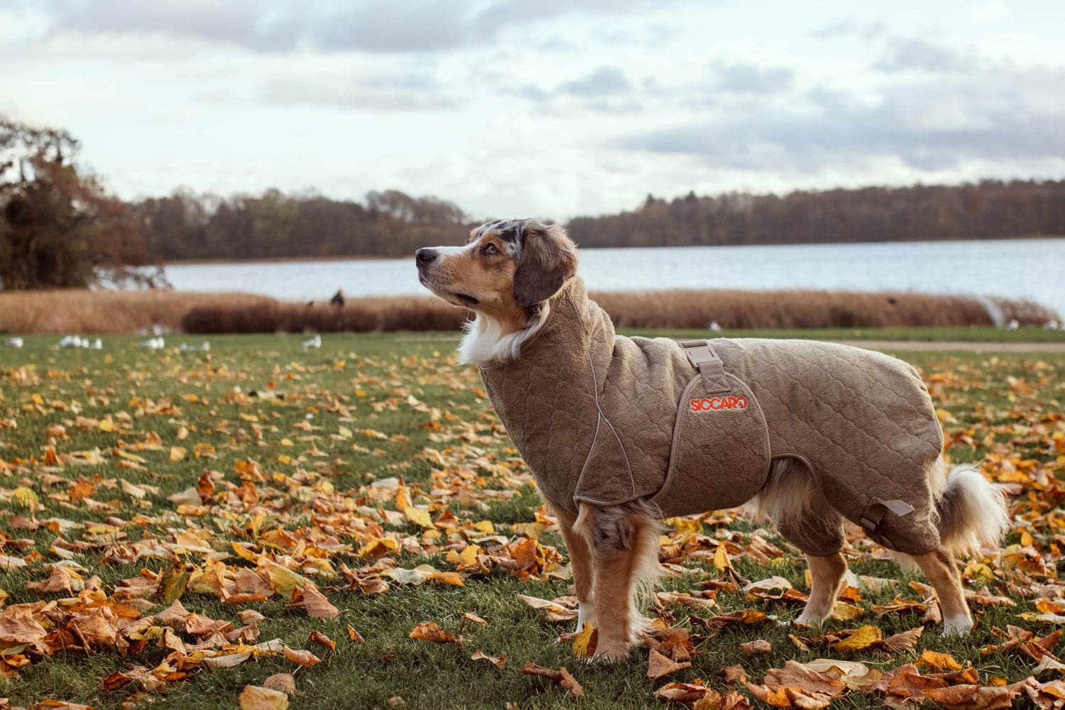 Solution kuivausloimi, Sand 70 (XXL), view: 5