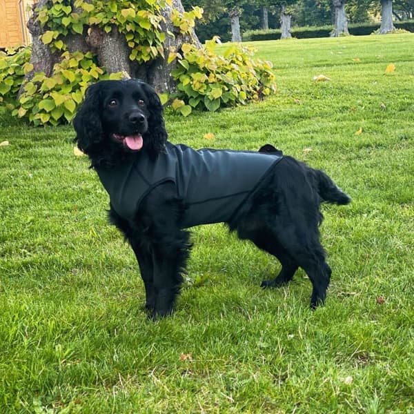 Pro-tect koiran lämpöheijastava liivi, view: 5