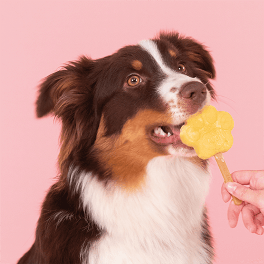 Dog Ice Form muotit koiran jäätelölle, M, view: 4