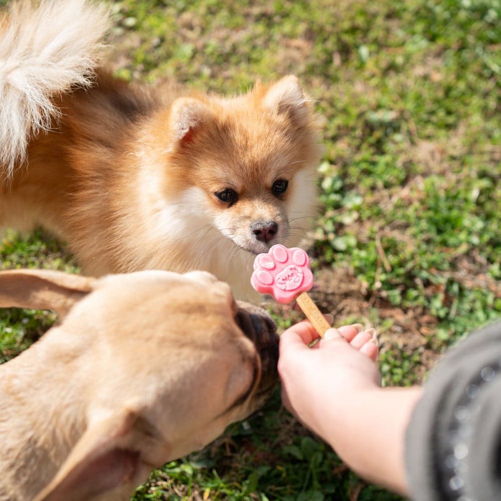 Dog Ice Form muotit koiran jäätelölle, XS, view: 1