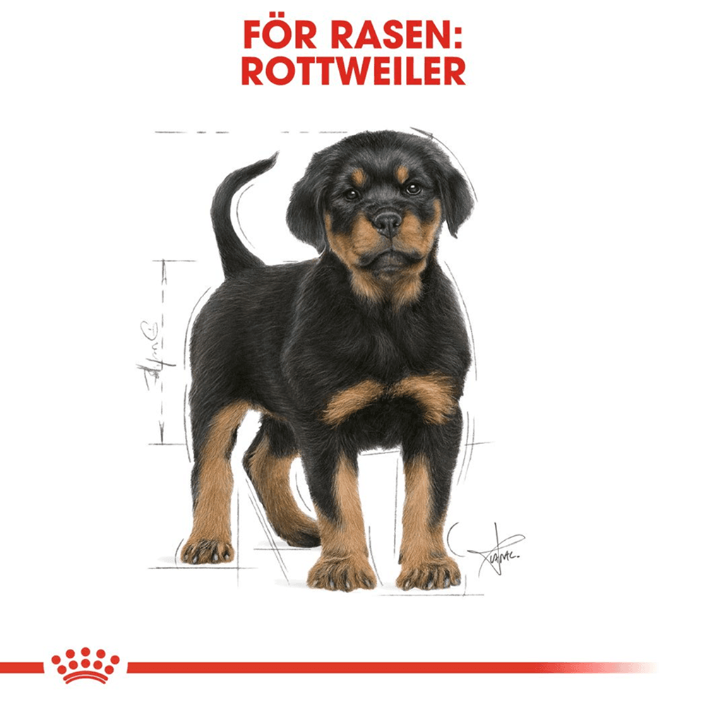 Rottweiler Puppy 12 kg, view: 2