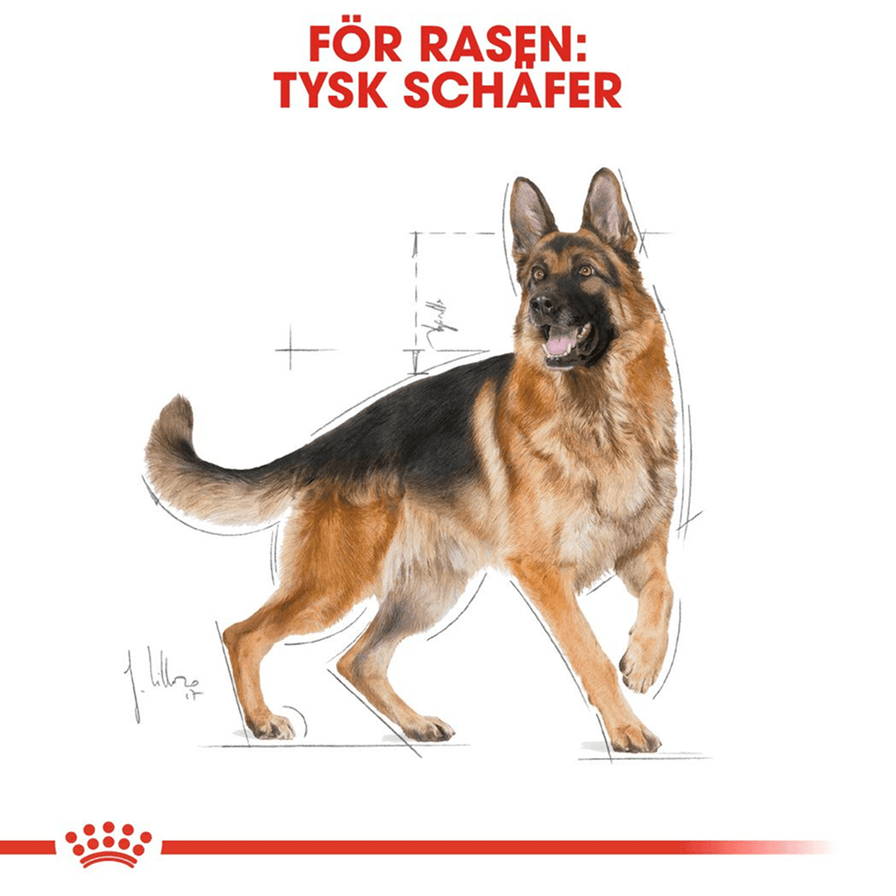 German Shepherd Adult 11 kg, view: 2
