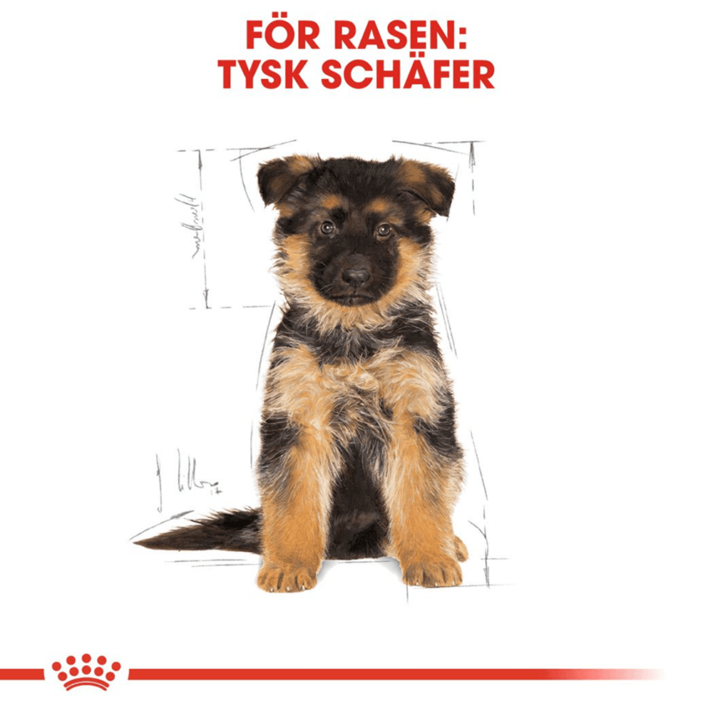 German Shepherd Puppy 12 kg, view: 2