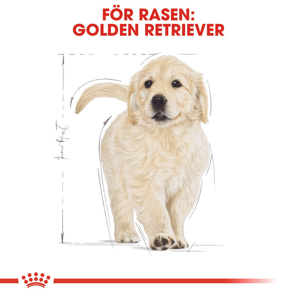Golden Retriever Puppy 12 kg, view: 2