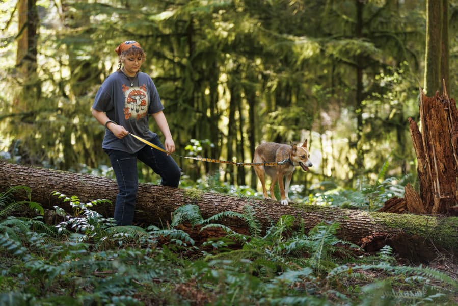 Crag Collar koiran kaulapanta, Canyon Oxbow, view: 3
