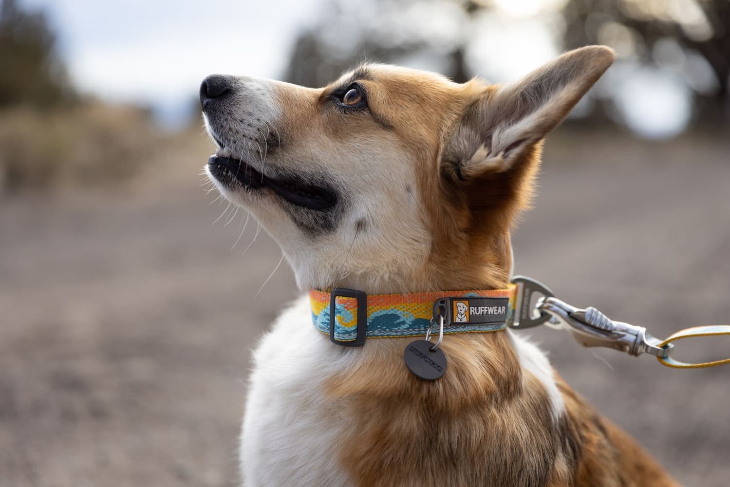 Crag Collar koiran kaulapanta, Rising Wave, view: 2