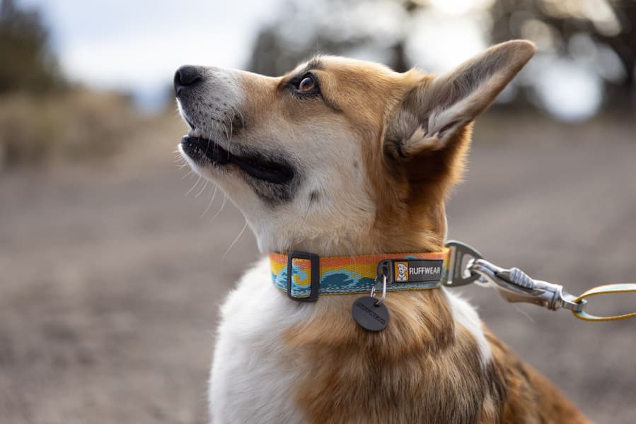 Crag Collar koiran kaulapanta, Rising Wave, view: 2