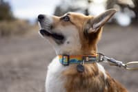 Crag Collar koiran kaulapanta, Rising Wave - view: 2