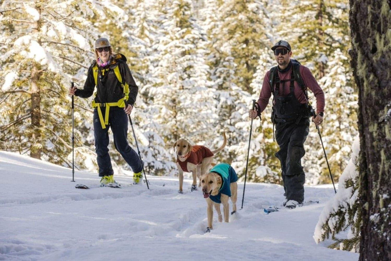 Vert koiran talvitakki, Aurora Teal, view: 7