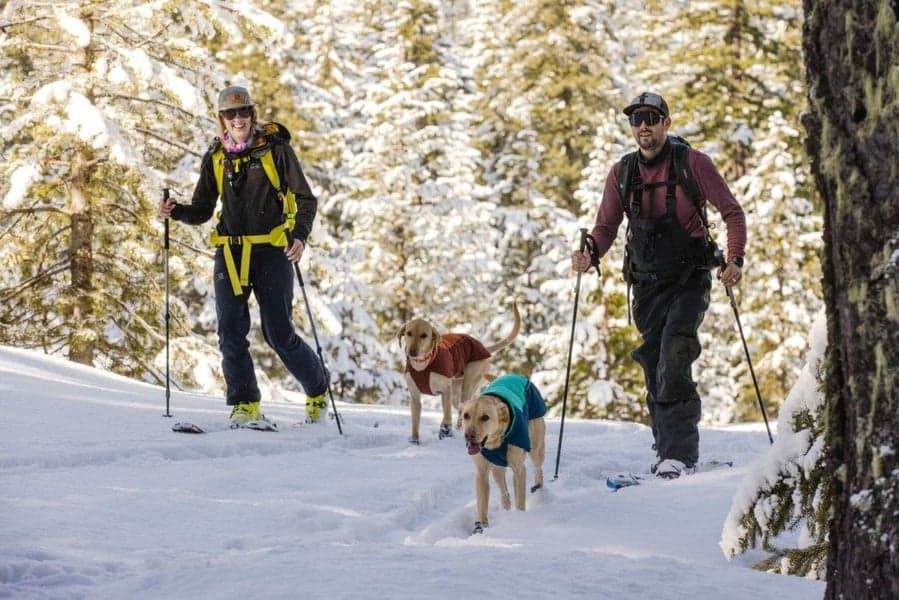 Vert koiran talvitakki, Aurora Teal, view: 7