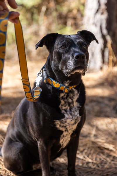 Crag EX Leash koiran talutushihna, Canyon Oxbow, view: 9