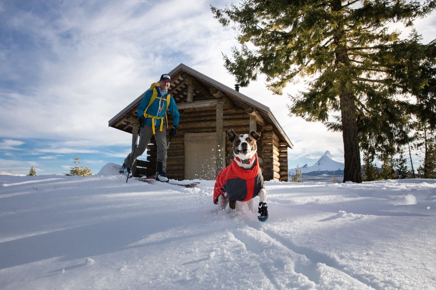 Furness Jacket koiran talvitakki, Red Sumac, view: 4