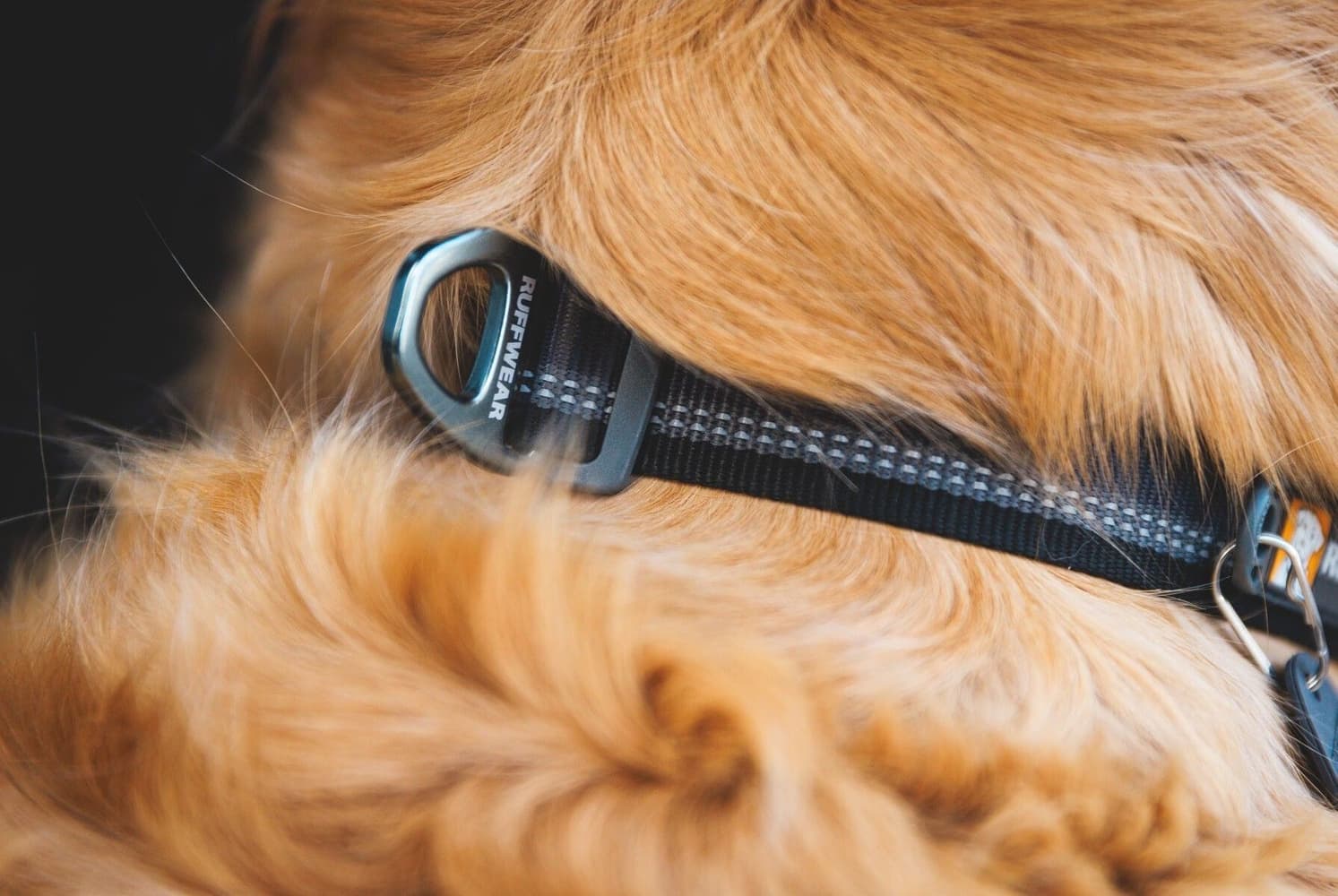 Top Rope Collar koiran kaulapanta, Basalt Gray, view: 4