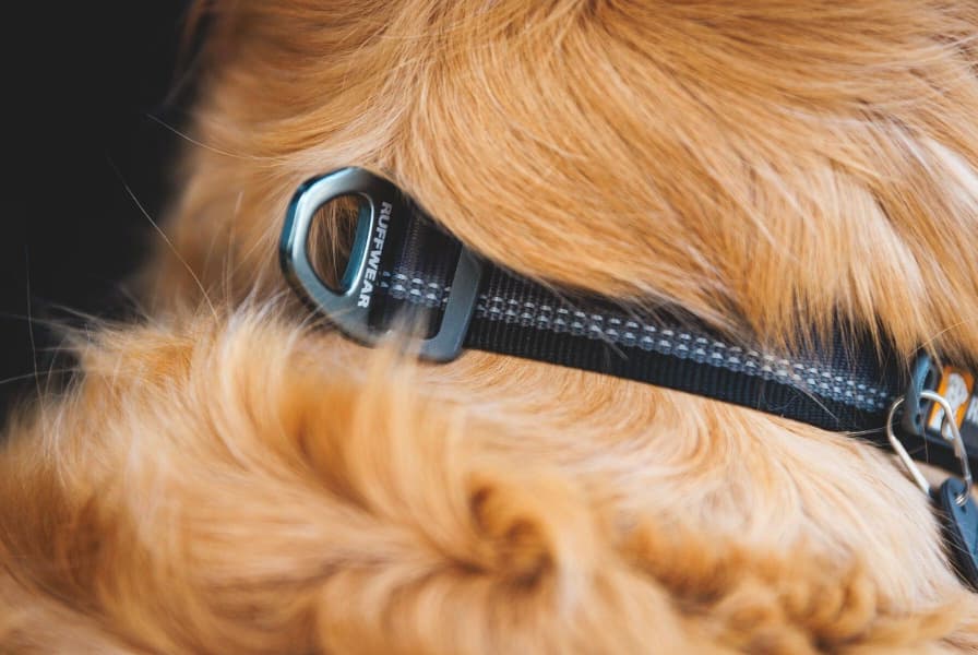 Top Rope Collar koiran kaulapanta, River Rock Green, view: 4