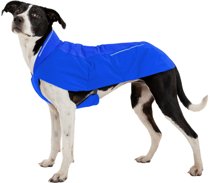 Vert Jacket koiran takki, XXS-S, Blue Pool, view: 5