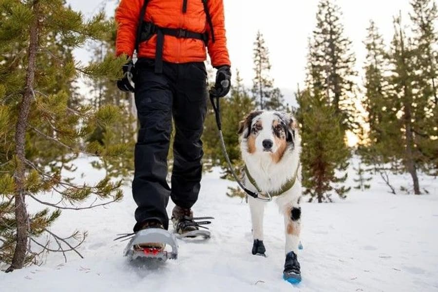 Polar Trex - set of 2 - Pairs Obsidian Black, view: 3