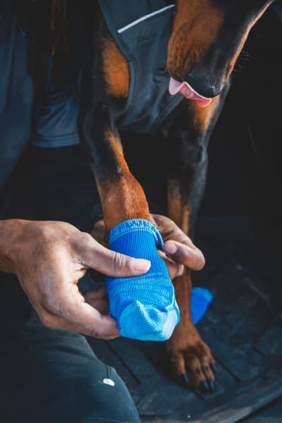 Bark'n Boot Socks koiran tossut, Blue Pool, view: 4