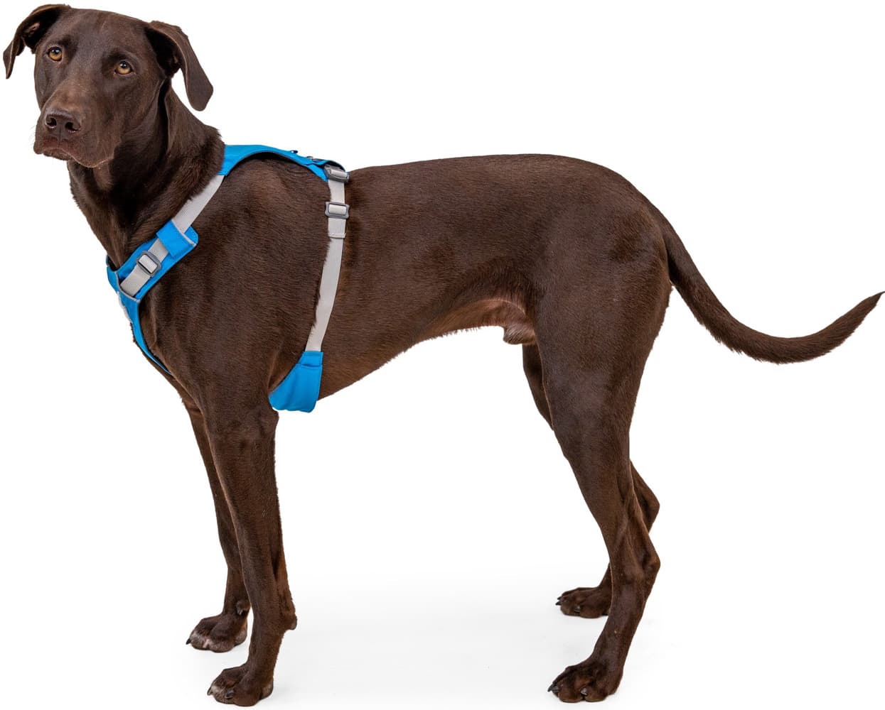 Hi & Light Harness valjaat, pinkki, view: 7