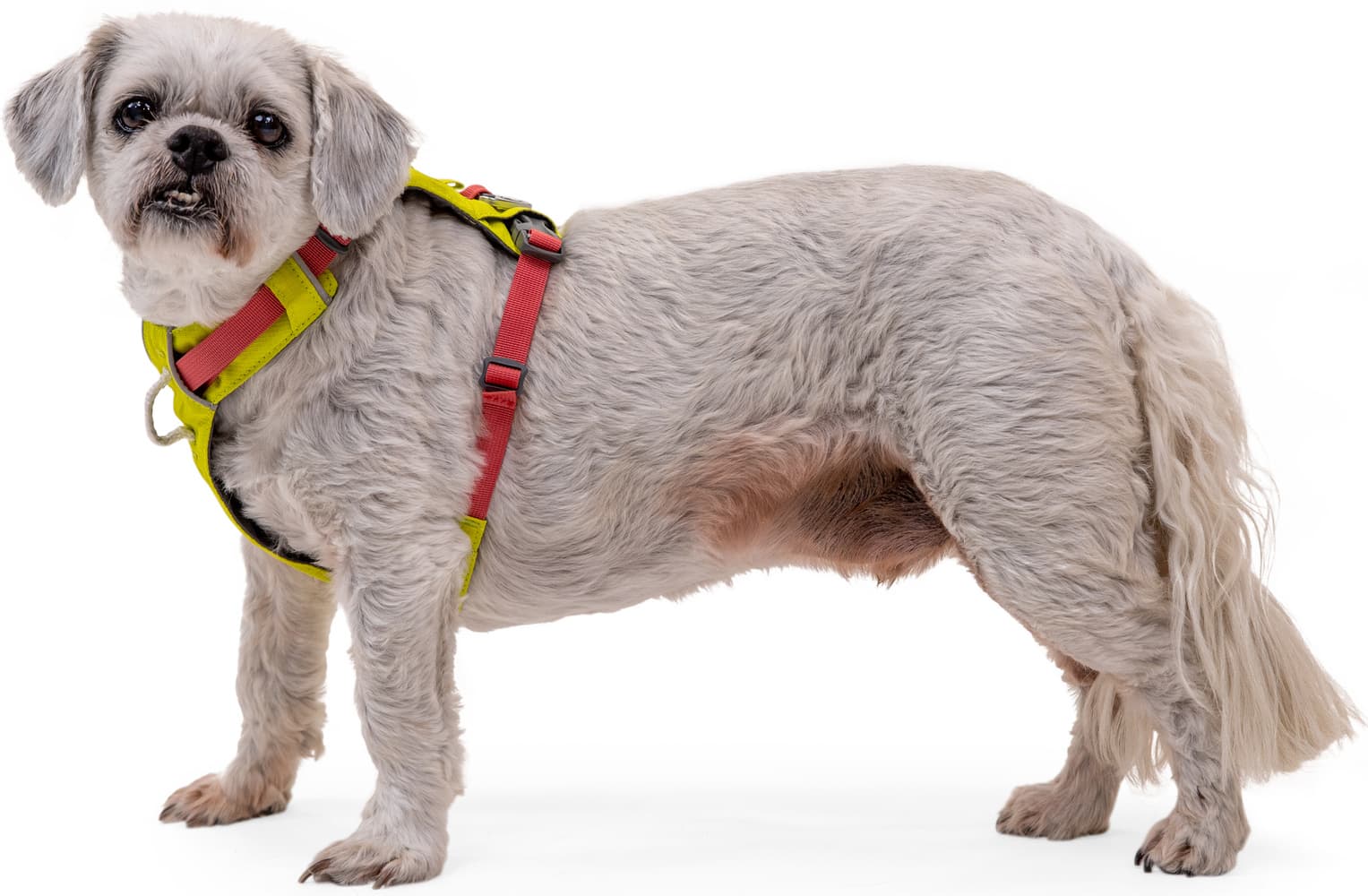 Hi & Light Harness valjaat, pinkki, view: 5