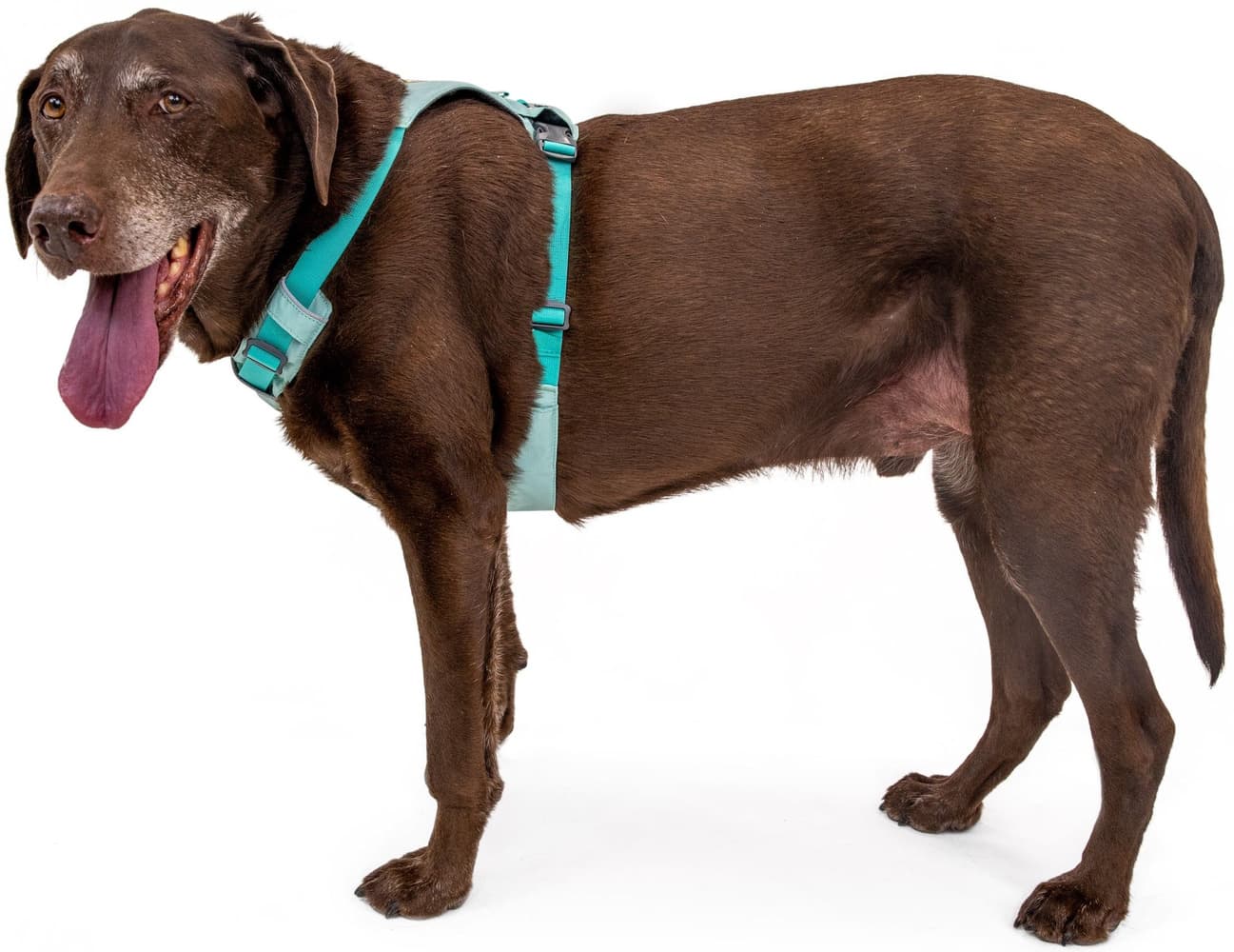 Hi & Light Harness valjaat, pinkki, view: 8