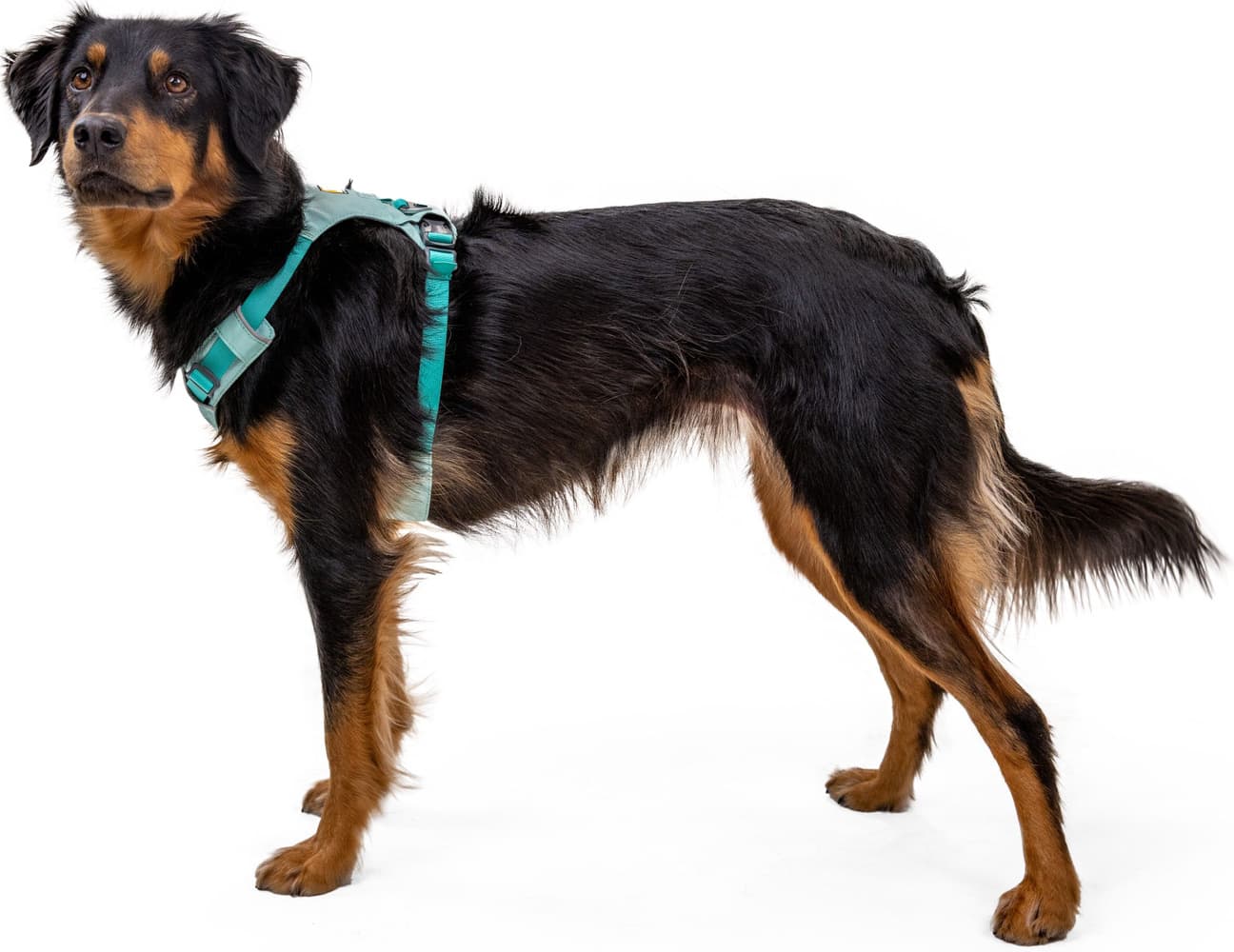 Hi & Light Harness valjaat, pinkki, view: 6