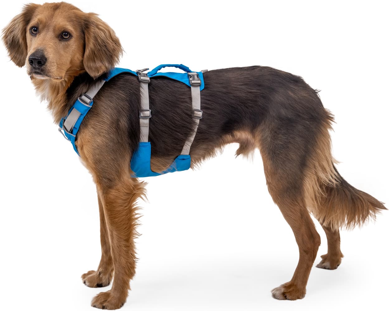 Flagline Harness valjaat, harmaa, view: 6