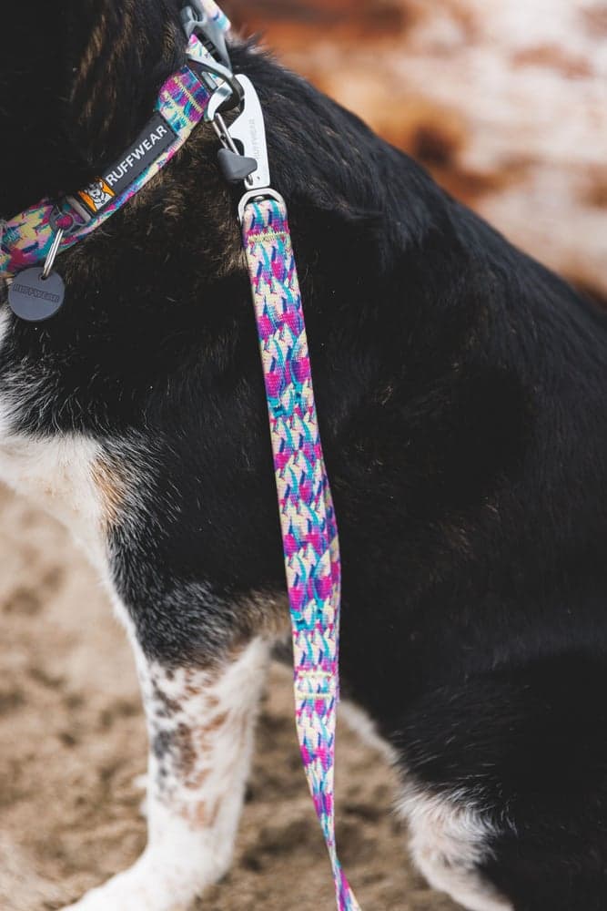 Front Range Leash koiran talutushihna, Deep Jungle, view: 4