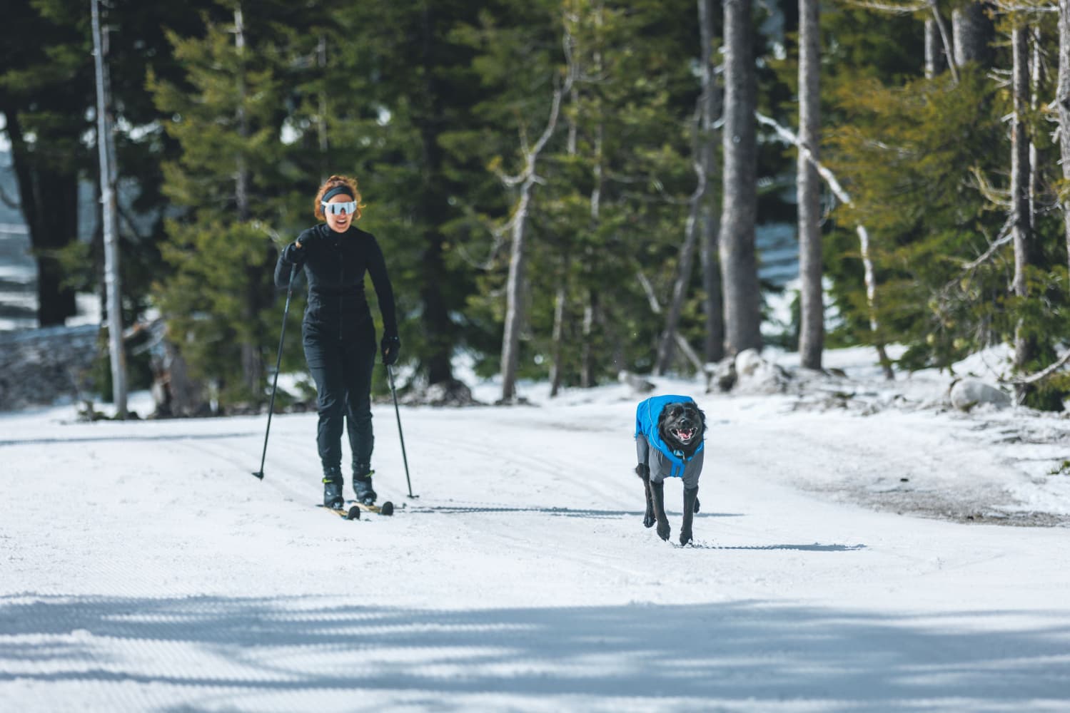 Vert Coverall koiran talvihaalari, M-XL, Blue Pool, view: 1