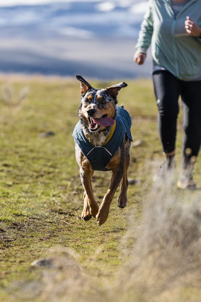 Stumptown Jacket koiran takki, Orion Blue, view: 1