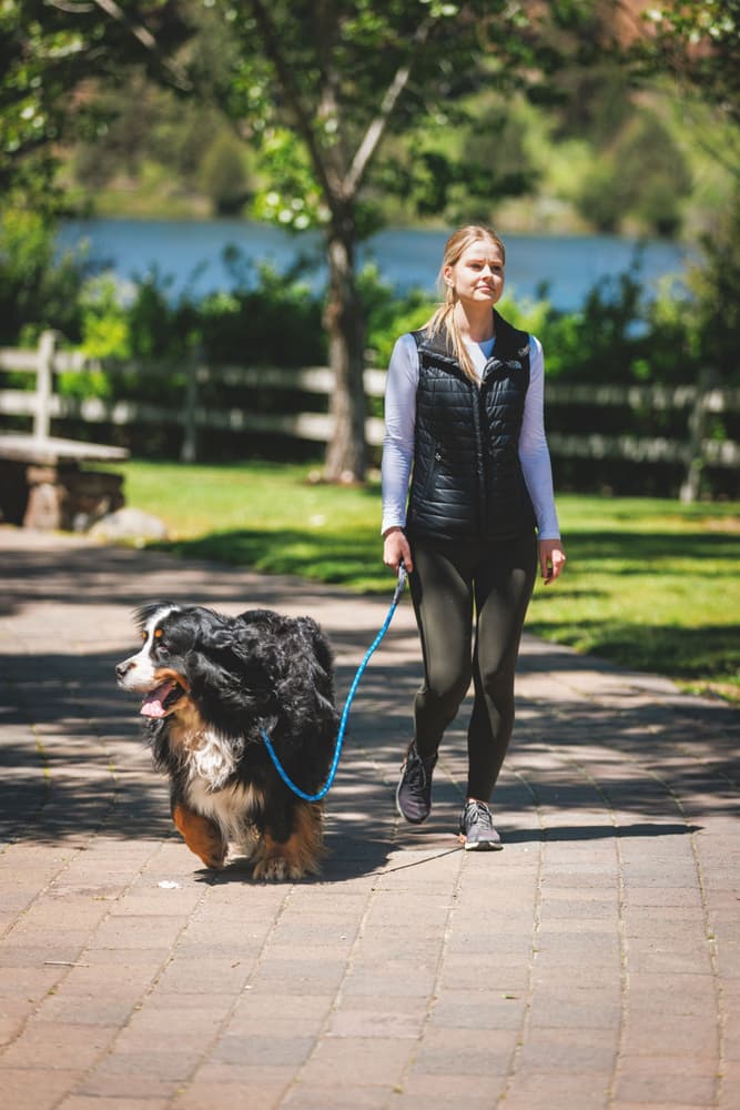 Just-a-Cinch Leash koiran talutushihna, Blue Pool, view: 9