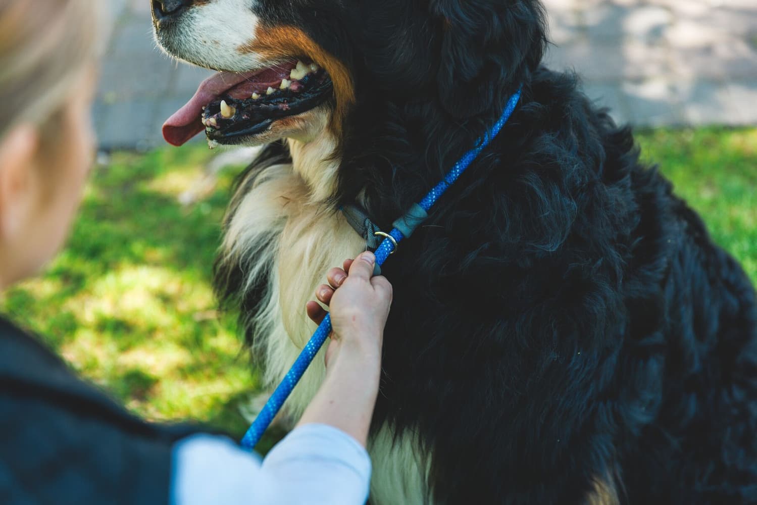 Just-a-Cinch Leash koiran talutushihna, Blue Pool, view: 6