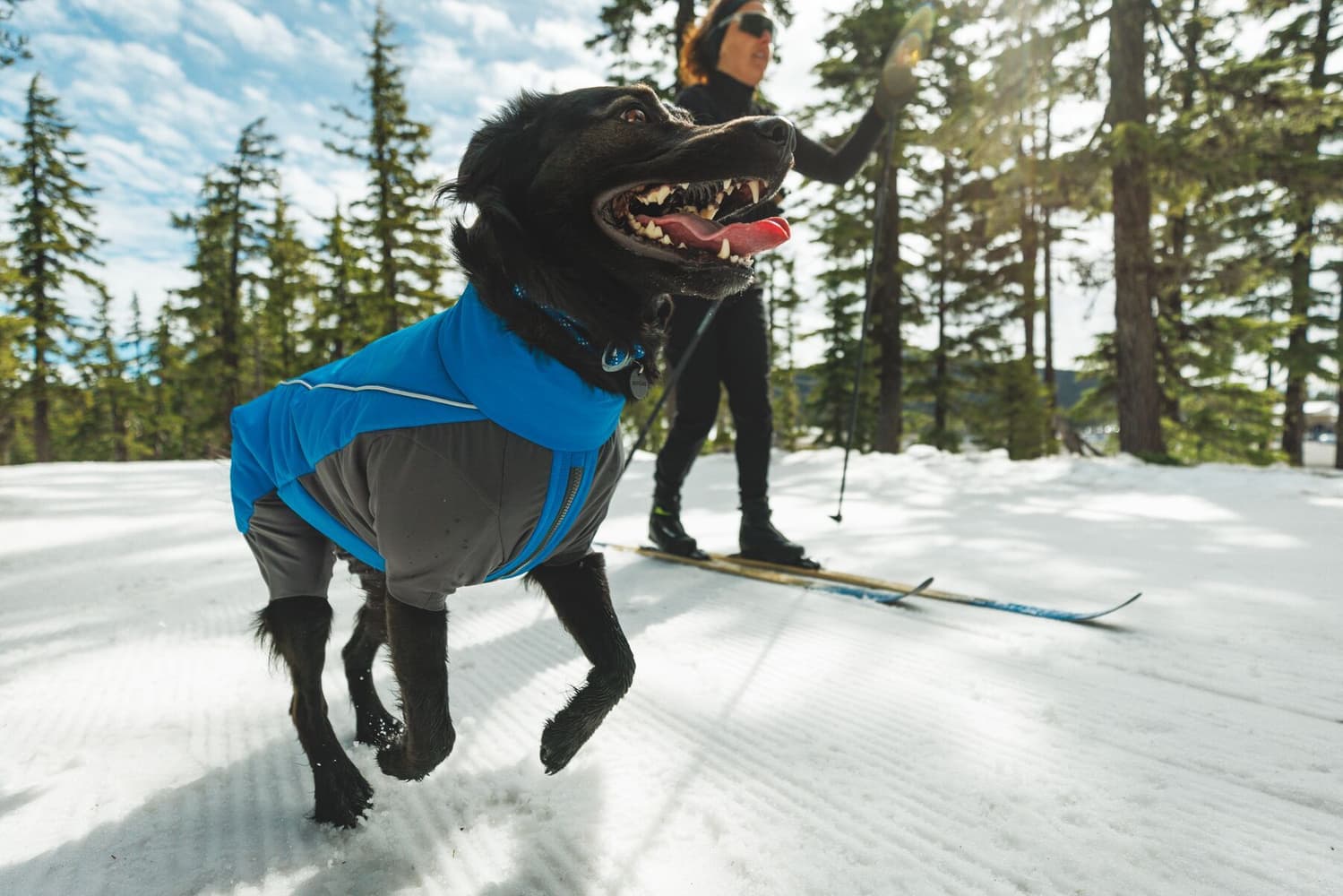 Vert Coverall koiran talvihaalari, XXS-S, Blue Pool, view: 9