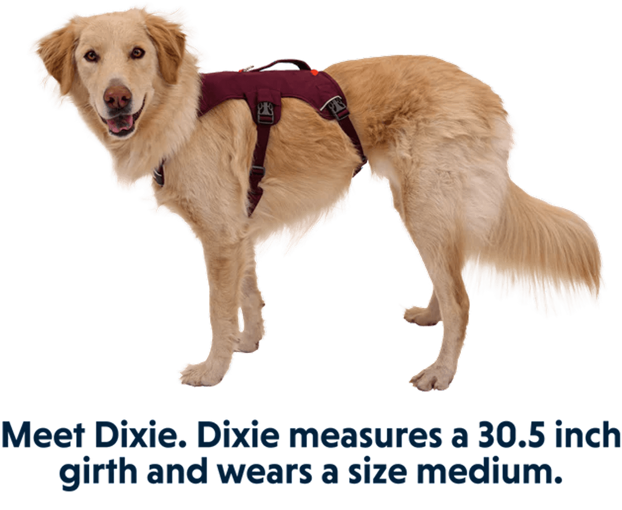 Web Master Harness valjaat, Purple Rain, view: 7