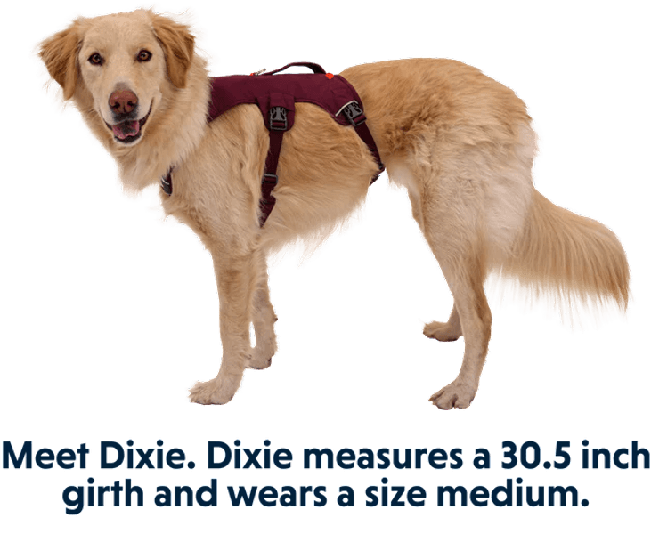 Web Master Harness valjaat, Purple Rain, view: 7