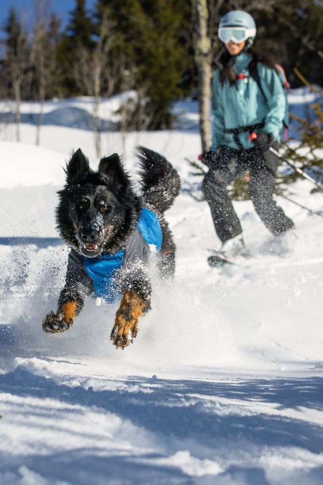 Powder Hound Jacket koiran talvitakki, Blue Pool, view: 3