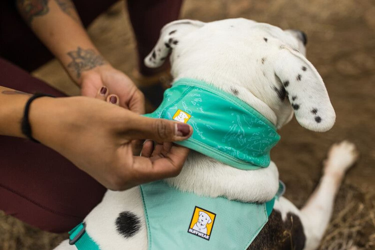 Swamp Cooler Neck Gaiter koirien viilennyskauluri, view: 6