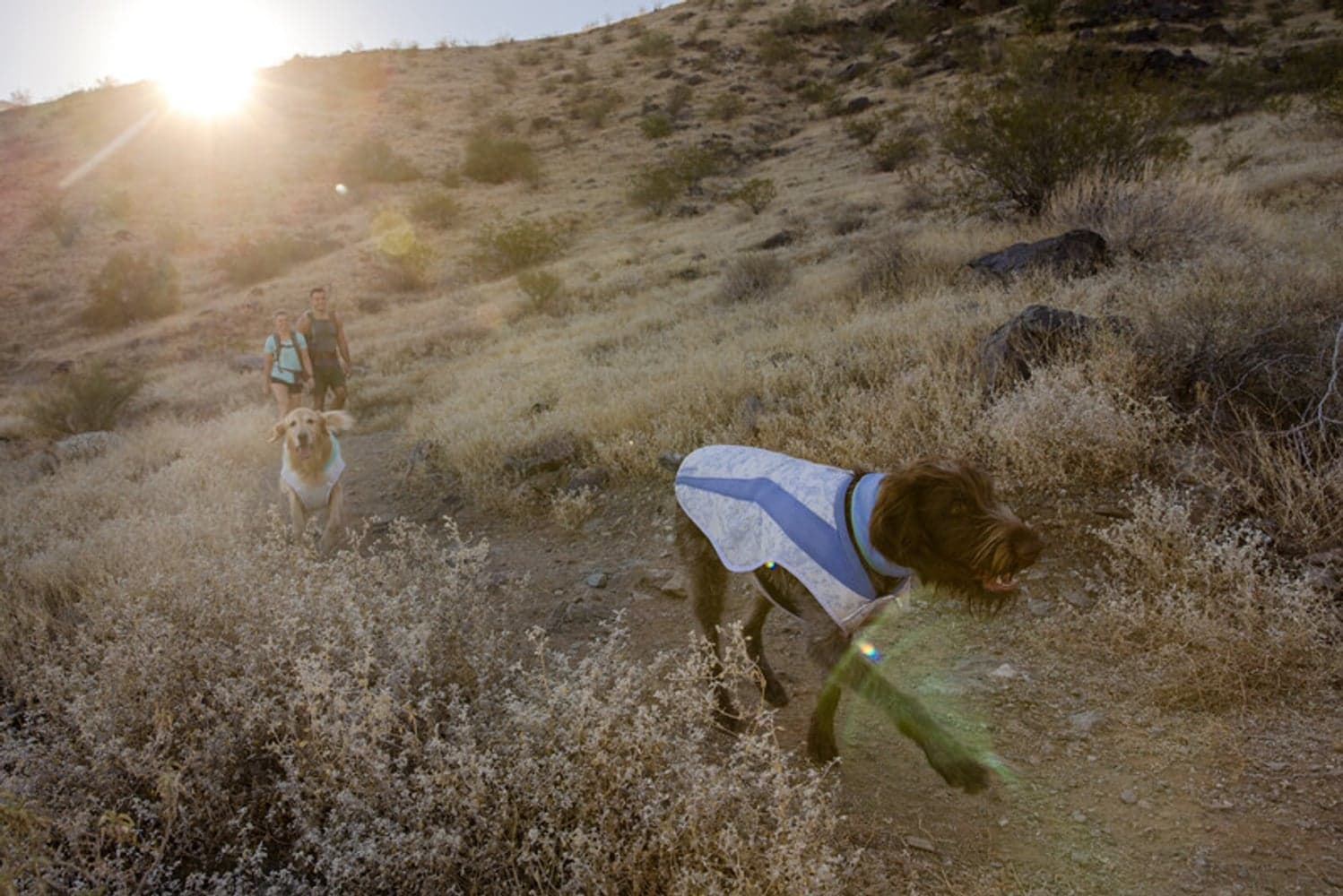 Swamp Cooler Neck Gaiter koirien viilennyskauluri, view: 3