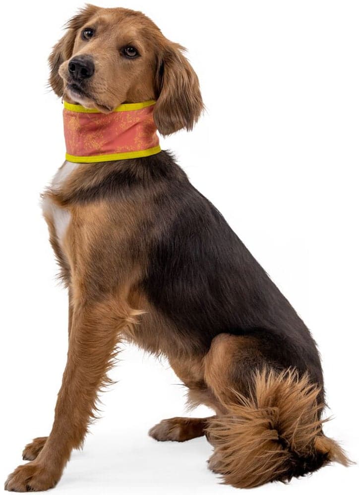 Swamp Cooler Neck Gaiter koirien viilennyskauluri, view: 0