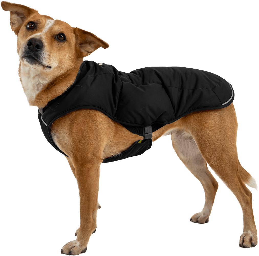 Quinzee Insulated Jacket koiran talvitakki, Obsidian Black, view: 6