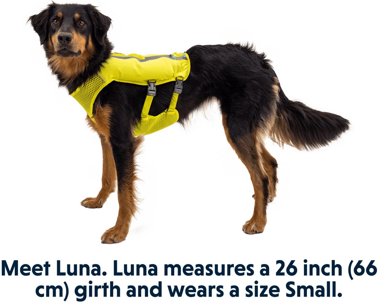 Trail Runner Running Vest koiran reppuliivi, keltainen, view: 8